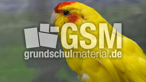 Ziegensittich (4).jpg